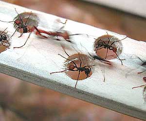 Unas hormigas 'tapan agujeros' para facilitar el paso de las demás. (Foto: AP)