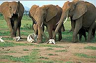 Elefantes 'tocando' restos de sus seres queridos. (Foto: Karen McComb/Royal Society)