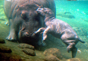 Un hipopótamo hembra y su cría, en el Zoo de Toledo (California- EEUU). (Foto: AP)